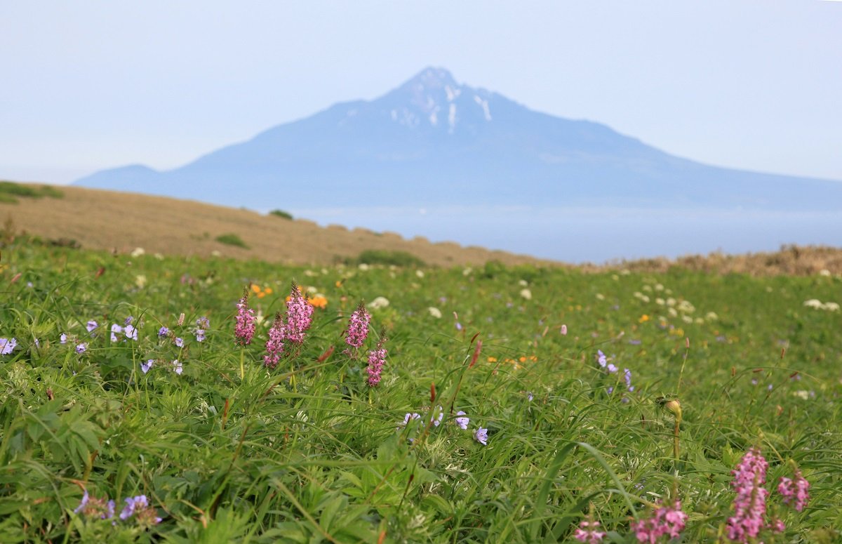 🏞️ 모모이와 전망대 이미지 5